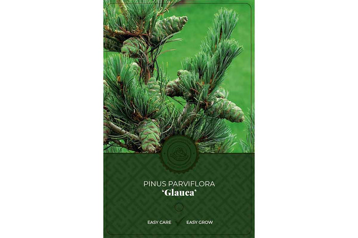 Pinus parviflora 'Glauca' 19cm