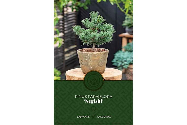 Pinus parviflora 'Negishi' 19cm