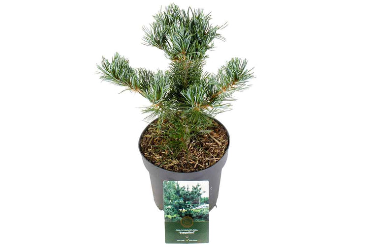 Pinus 'Tempelhof' 19cm