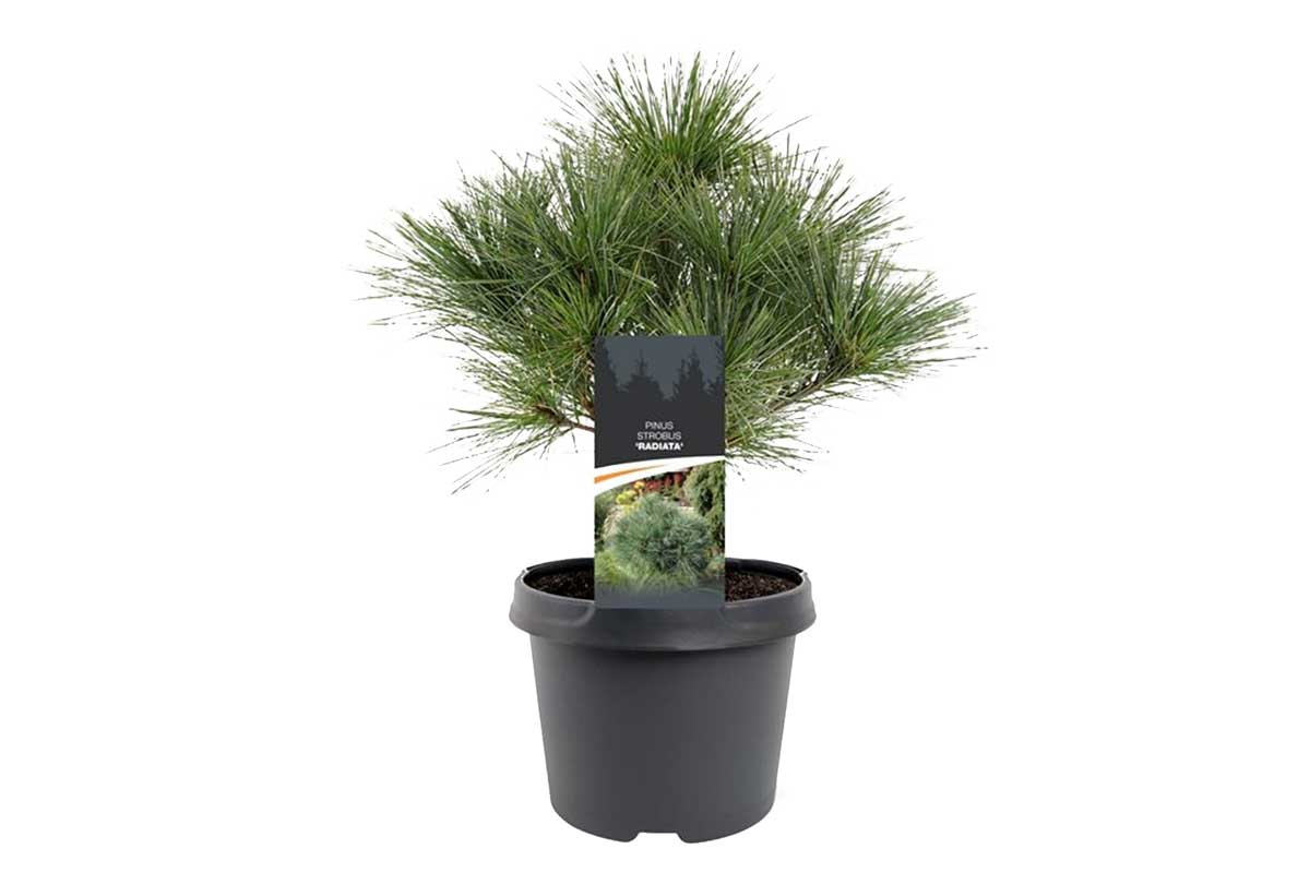 Pinus strobus 'Tiny Kurls' 19cm