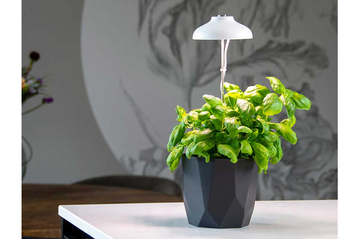 Plant grow lamp