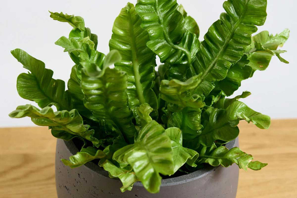
                  
                    Asplenium 'Crispy Wave' 
                  
                