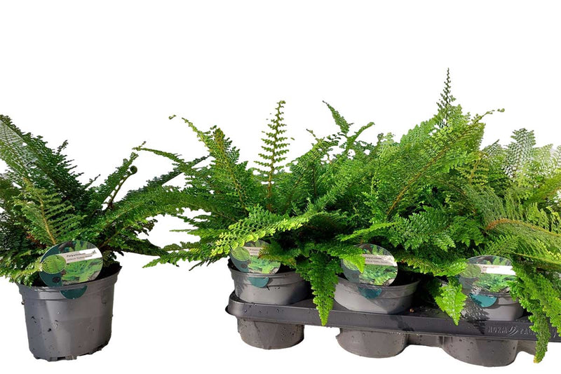 Polystichum 'Plumosum Densum' 15cm