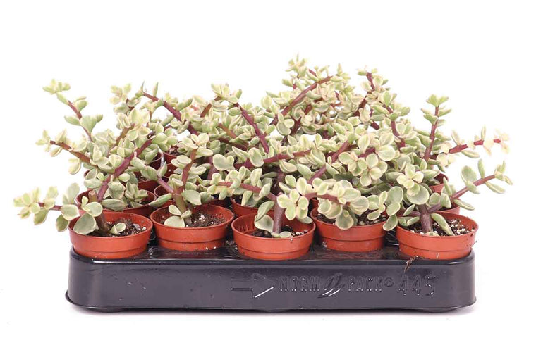 Portulacaria afra f. variegata 5.5cm