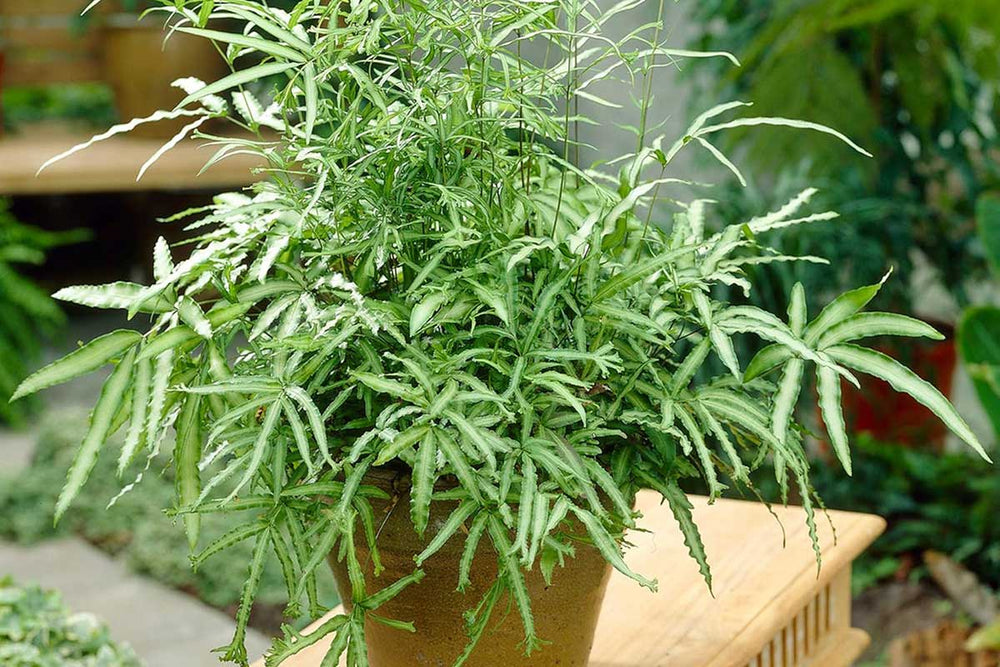 
                  
                    Pteris 'albolineata'
                  
                