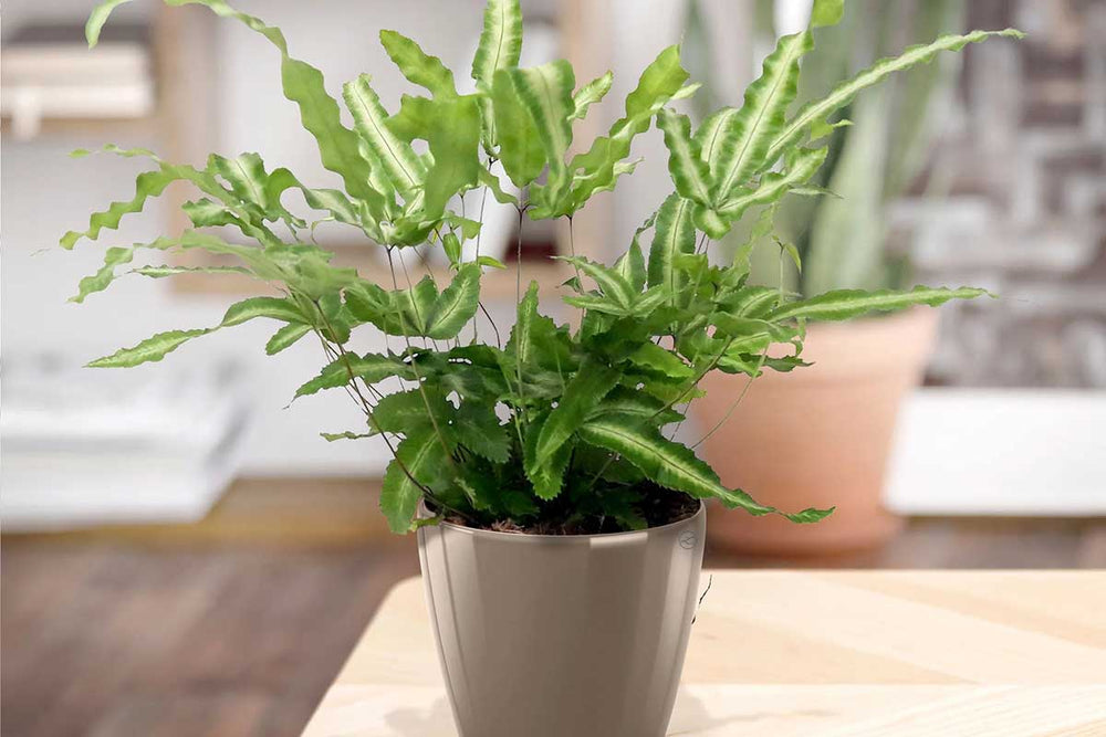 
                  
                    Pteris 'albolineata'
                  
                