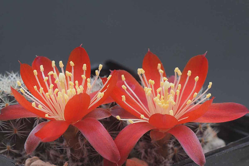 Rebutia nitida 