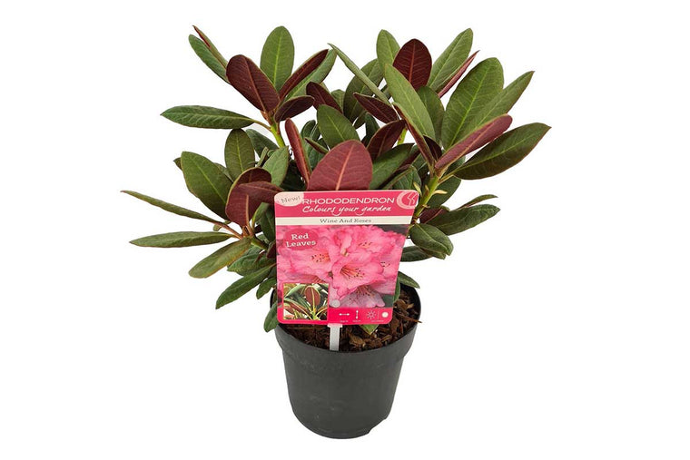 Rhododendron 'Wine & Roses'® 15cm