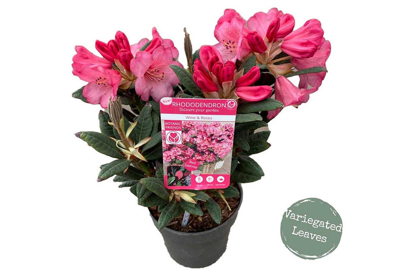 Rhododendron 'Wine & Roses'®