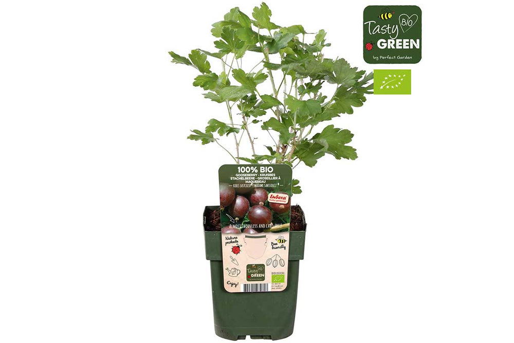 
                  
                    Ribes Easycrisp® Madame Sanssouci
                  
                