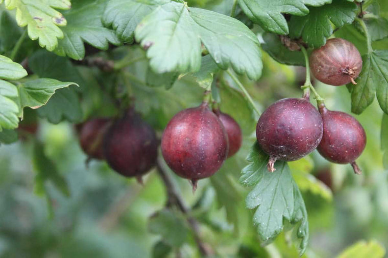 Ribes 'Madame Sanssouci'® bio 13cm