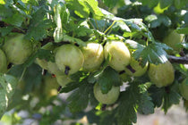 
                  
                    Ribes 'Mr. Green'®
                  
                