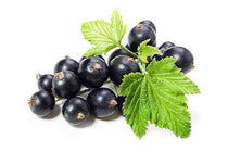 
                  
                    Ribes nigrum 'ben nevis'
                  
                
