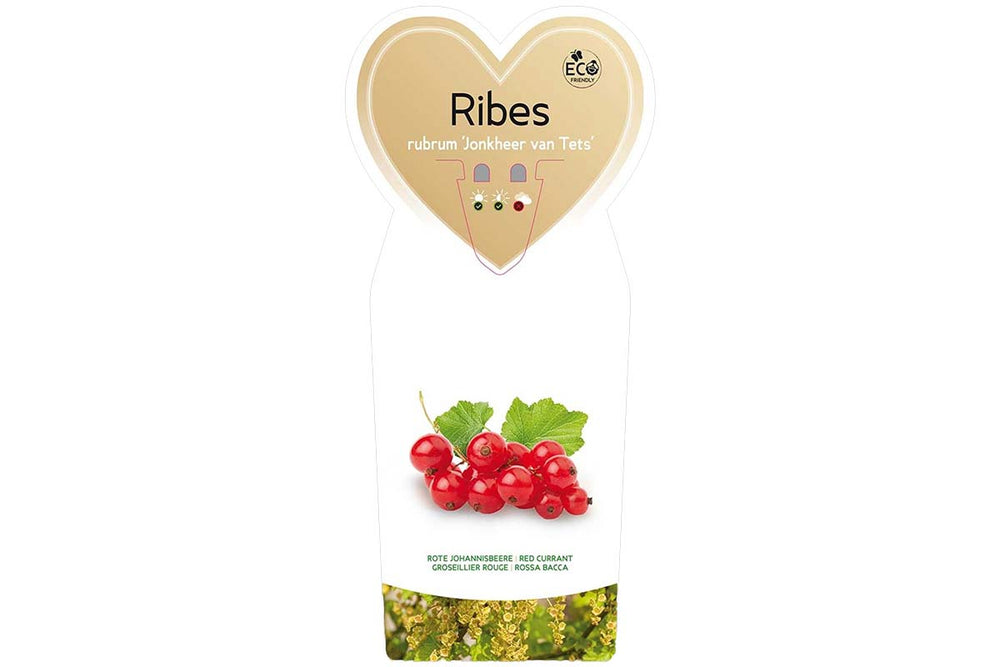 
                  
                    Ribes 'Jonkheer van Tets' bio 
                  
                