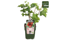 
                  
                    Ribes 'Jonkheer van Tets' bio 13cm
                  
                