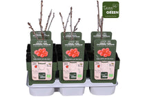 
                  
                    Ribes 'Jonkheer van Tets' bio 13cm
                  
                