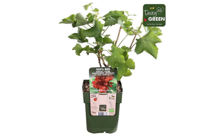 Ribes 'Jonkheer van Tets' bio 13cm