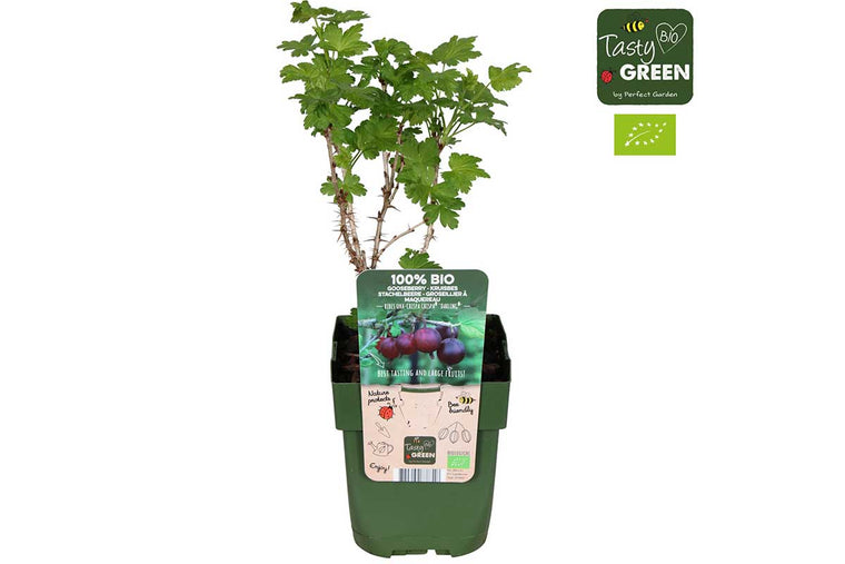 Ribes 'Darling'®  bio 13cm