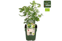 
                  
                    Ribes 'Mr. Green'®
                  
                