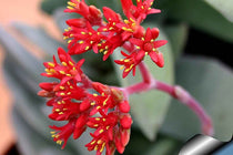 
                  
                    Rochea falcata - flower
                  
                