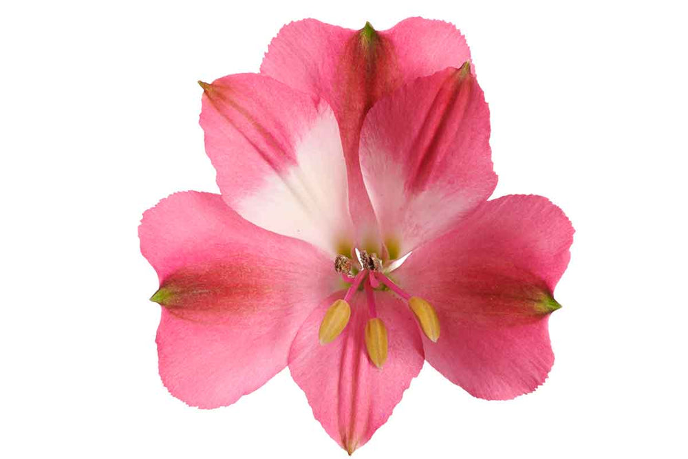 
                  
                    Alstroemeria® 'Romance'
                  
                