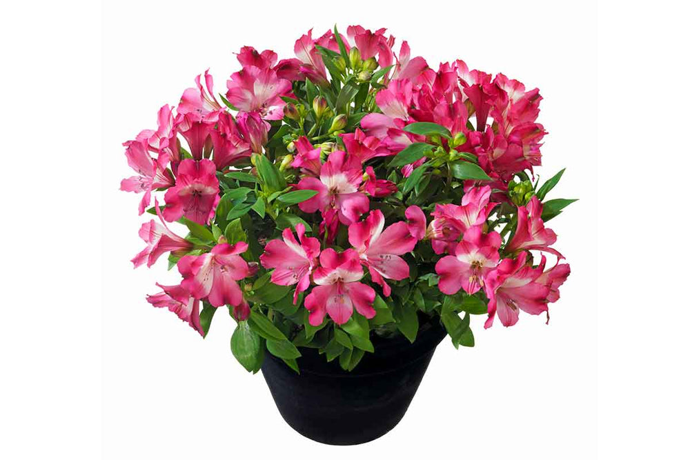 
                  
                    Alstroemeria® 'Romance'
                  
                