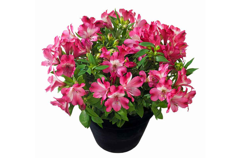 Alstroemeria® 'Romance' 12cm