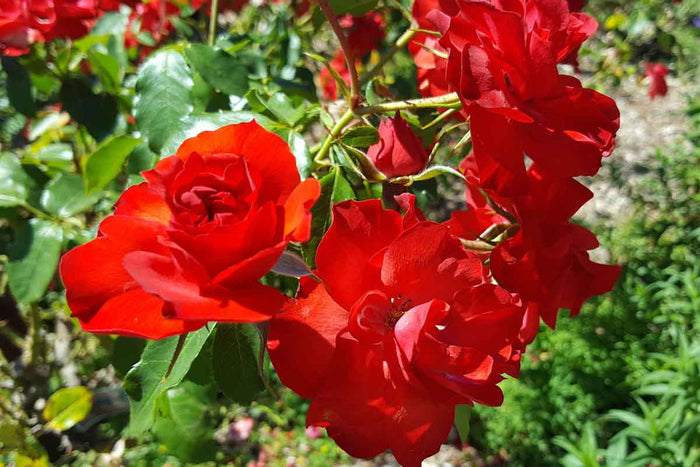 Rosa 'La Sevillana'®