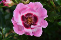 
                  
                    Rosa Babylon Eyes® 'Trendy' 19cm
                  
                
