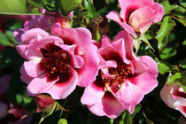 
                  
                    Rosa Babylon Eyes® 'Trendy' 19cm
                  
                