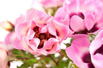
                  
                    Rosa Babylon Eyes® 'Trendy' 19cm
                  
                
