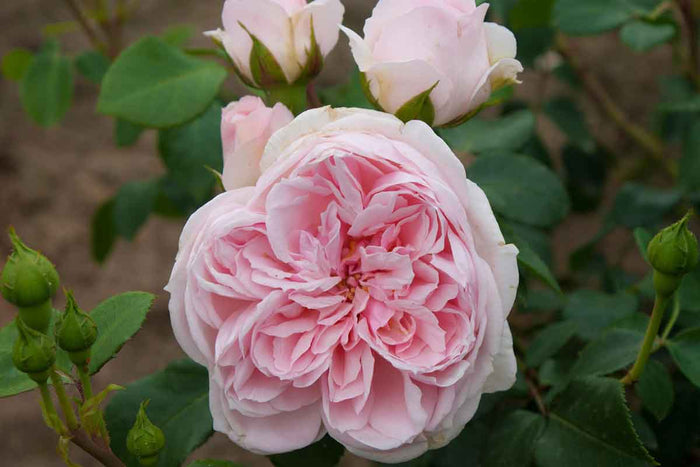 Rosa 'Cinderella'® 