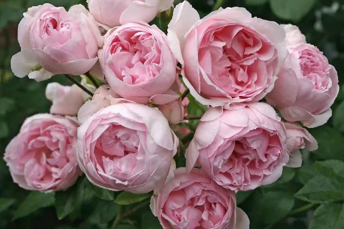 Rosa 'Cinderella'® 