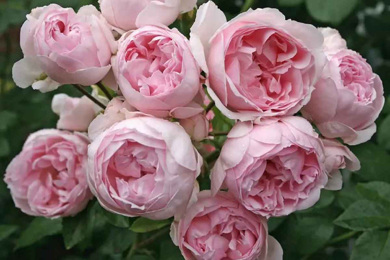 Rosa 'Cinderella'® 