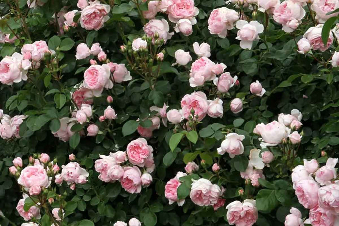 Rosa 'Cinderella'® 