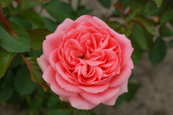 Rosa 'Kimono'®