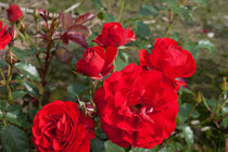 
                  
                    Rosa Montana® 'Royal Occassion'
                  
                