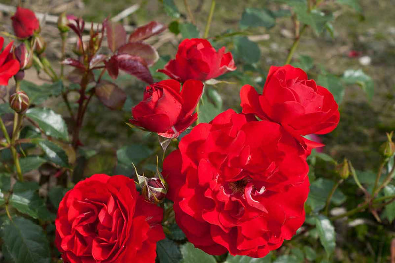 Rosa Montana® 'Royal Occassion'