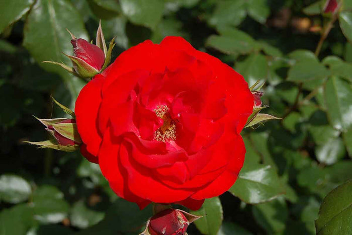 Rosa Montana® 'Royal Occassion'