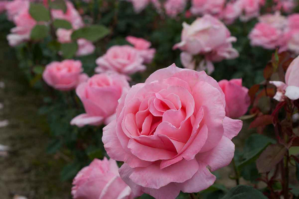 
                  
                    Rosa 'Queen Elizabeth'®
                  
                