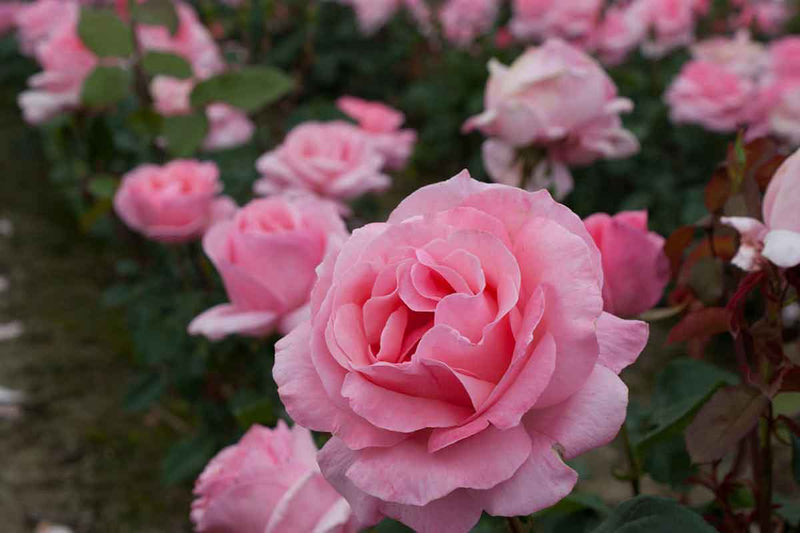 Rosa 'Queen Elizabeth'®