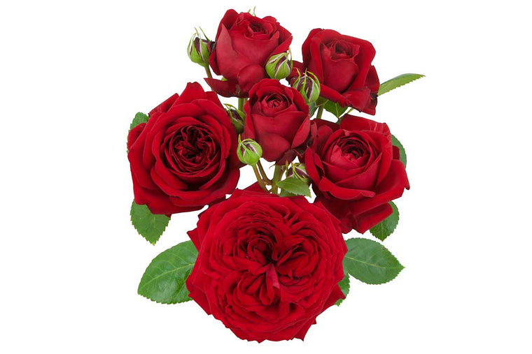 Rosa 'Red Romanza'®