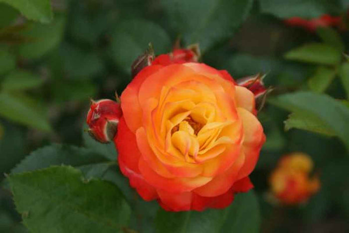 Rosa 'Rumba'®