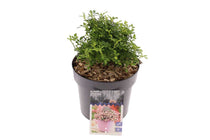 
                  
                    Rosa 'Cutie Pie'® 17cm
                  
                