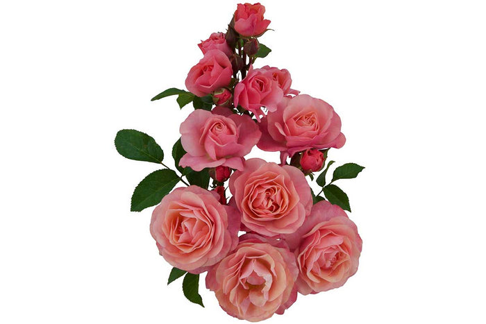 Rosa 'Lovely Romanza'®