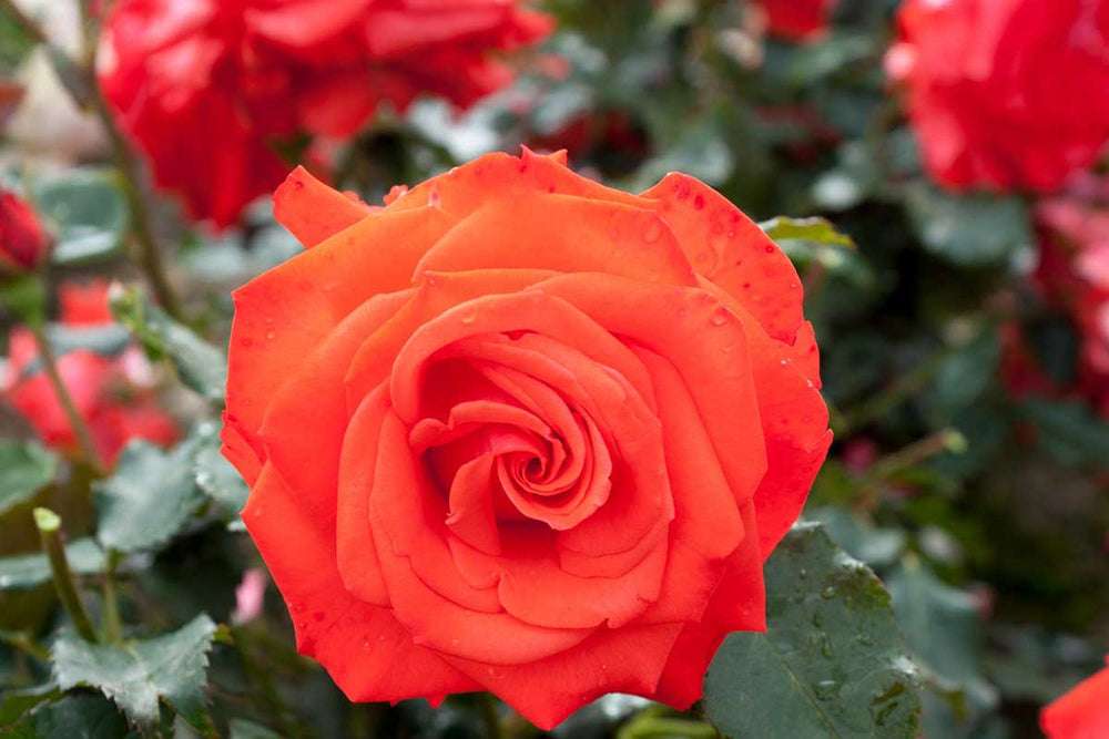 
                  
                    Rosa 'Orange Beauty'®
                  
                