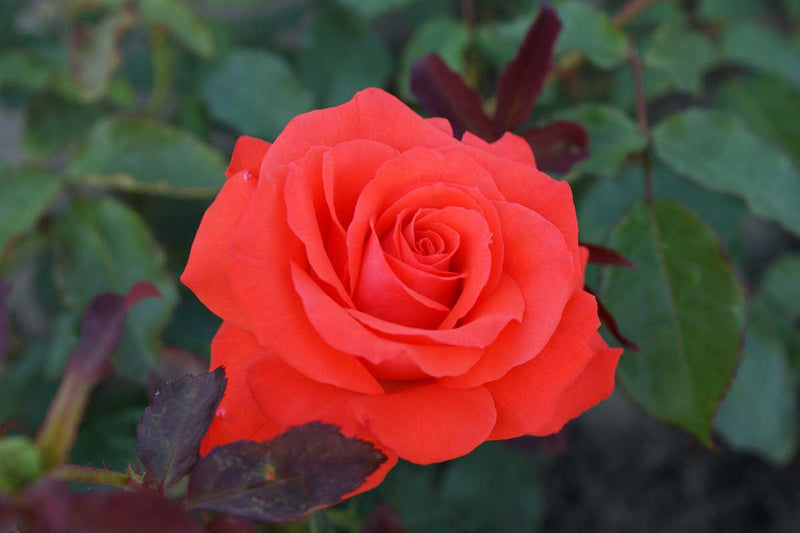 Rosa 'Orange Beauty'®