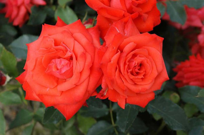 Rosa 'Orange Beauty'®