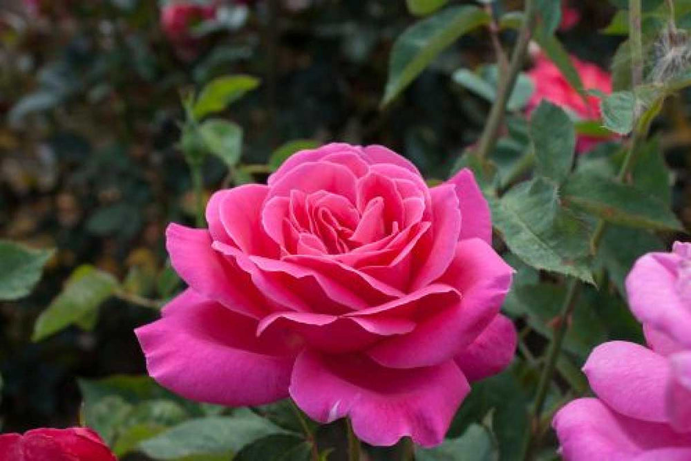 
                  
                    Rosa 'Pink Peace'®
                  
                