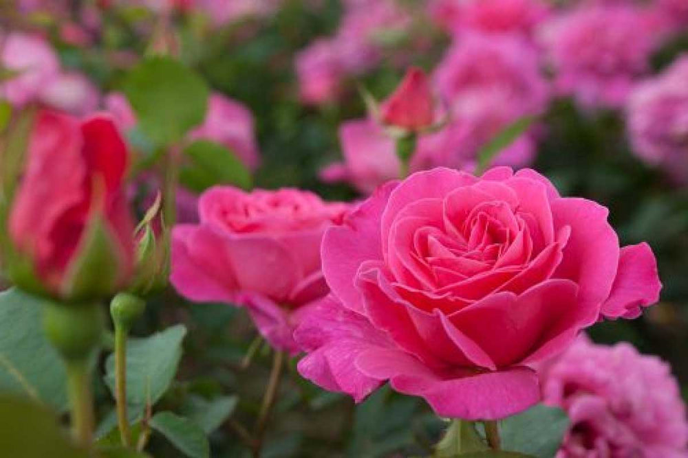 
                  
                    Rosa 'Pink Peace'®
                  
                